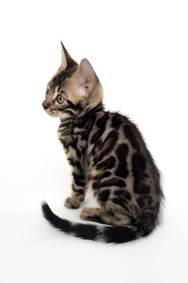 Grafit | Bengal Kitten