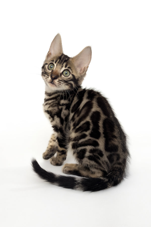 Grafit | Bengal Kitten