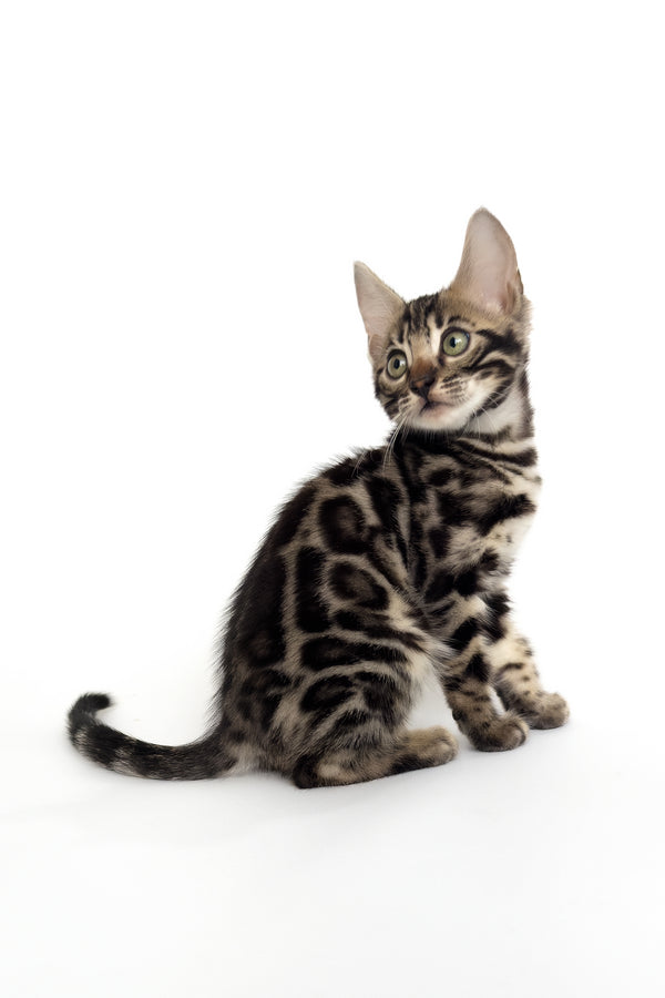 Grafit | Bengal Kitten