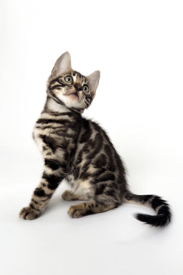 Grafit | Bengal Kitten