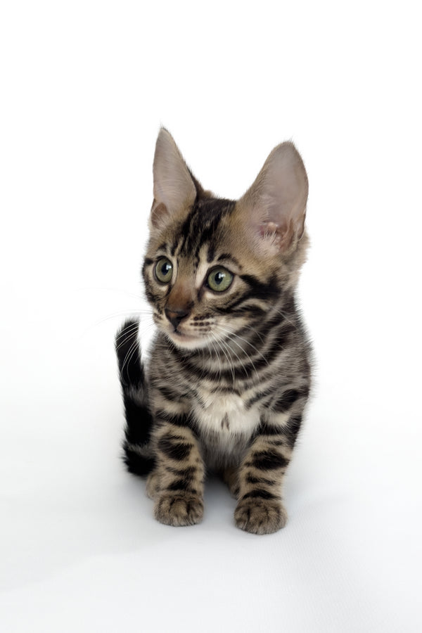 Grafit | Bengal Kitten