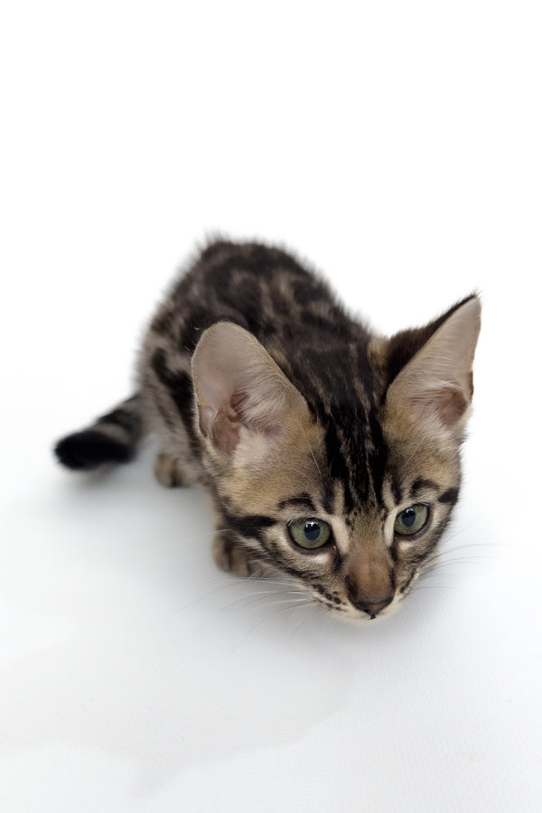 Grafit | Bengal Kitten