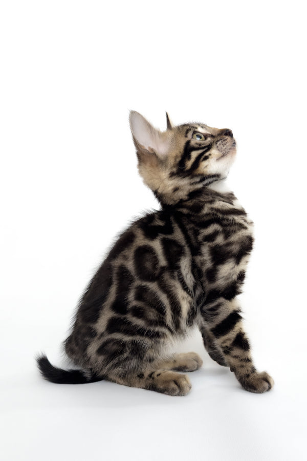 Grafit | Bengal Kitten