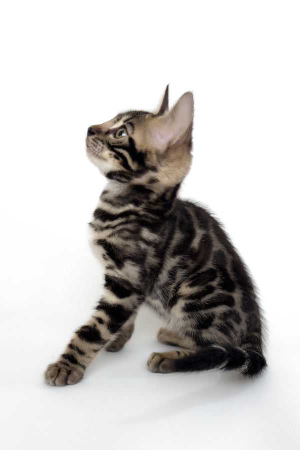 Grafit | Bengal Kitten