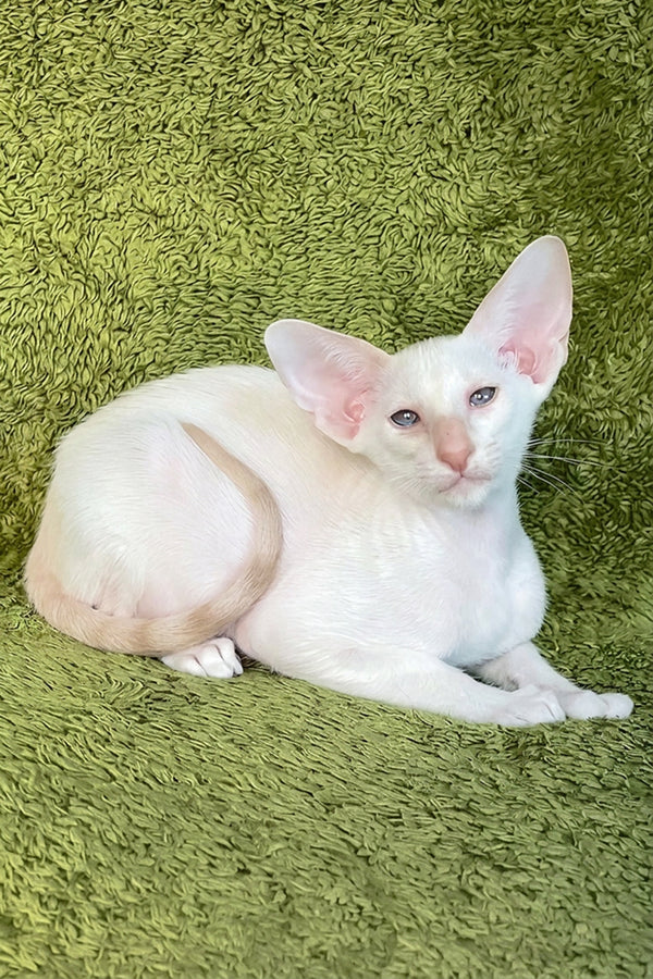 Grand | Oriental Shorthair Kitten