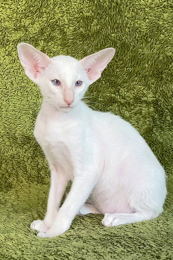 Grand | Oriental Shorthair Kitten