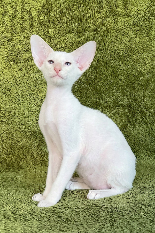 Grand | Oriental Shorthair Kitten