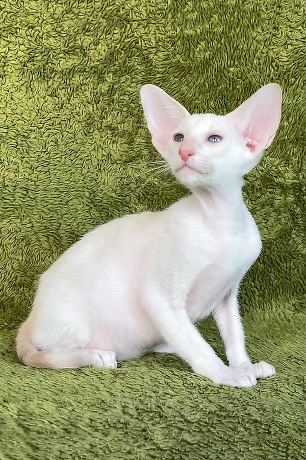 Grand | Oriental Shorthair Kitten