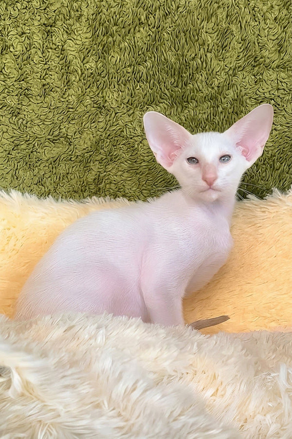 Grand | Oriental Shorthair Kitten