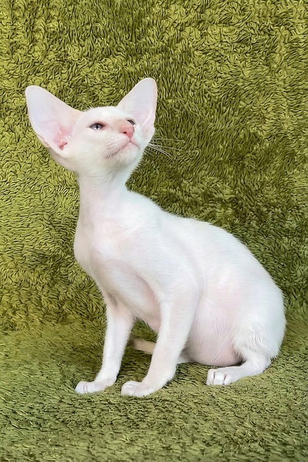 Grand | Oriental Shorthair Kitten