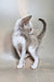 Grand | Oriental Shorthair Kitten