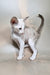 Grand | Oriental Shorthair Kitten