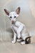 Grand | Oriental Shorthair Kitten
