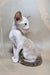 Grand | Oriental Shorthair Kitten