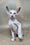 Grand | Oriental Shorthair Kitten