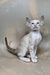 Grand | Oriental Shorthair Kitten