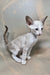 Grand | Oriental Shorthair Kitten