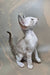 Grand | Oriental Shorthair Kitten
