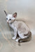 Grand | Oriental Shorthair Kitten