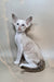 Grand | Oriental Shorthair Kitten