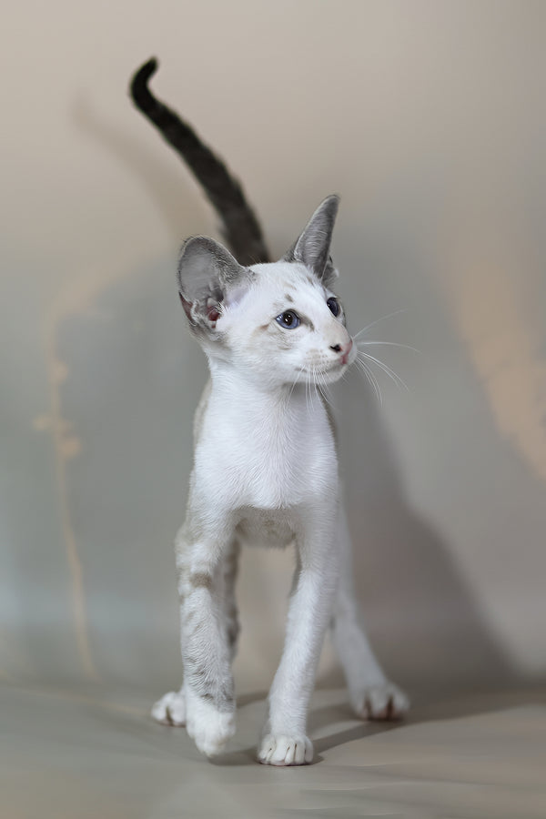 Grand | Oriental Shorthair Kitten