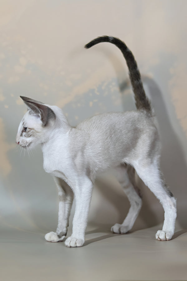 Grand | Oriental Shorthair Kitten