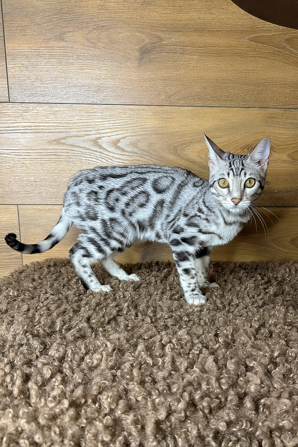Grant | Bengal Kitten