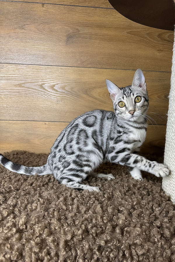 Grant | Bengal Kitten