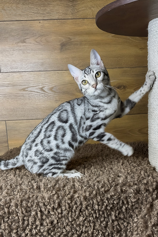 Grant | Bengal Kitten
