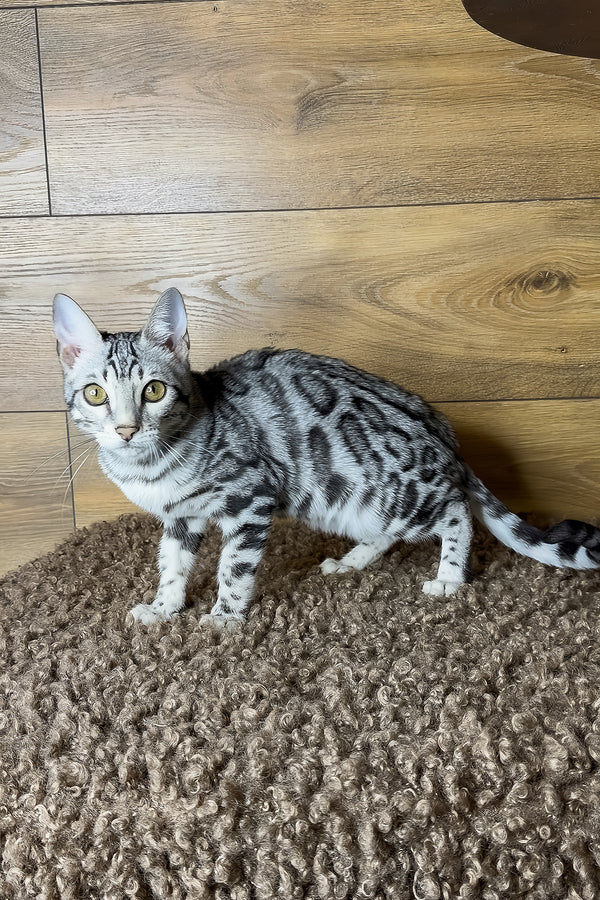 Grant | Bengal Kitten