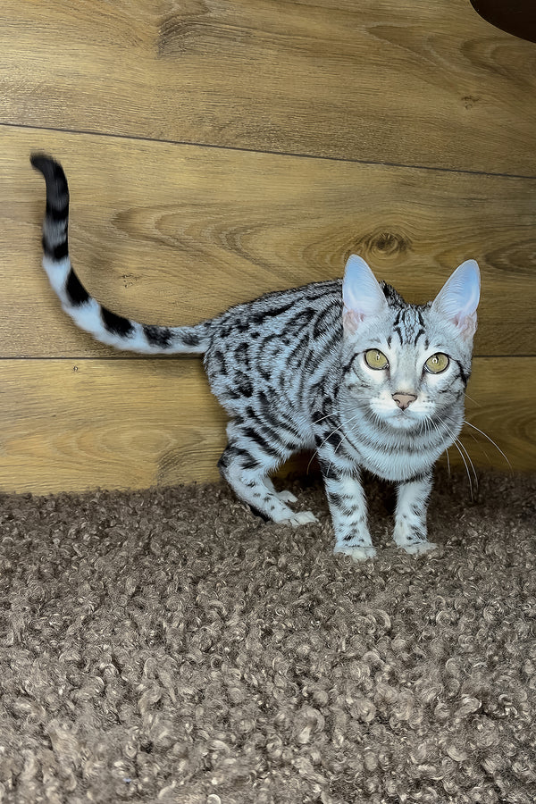 Grant | Bengal Kitten