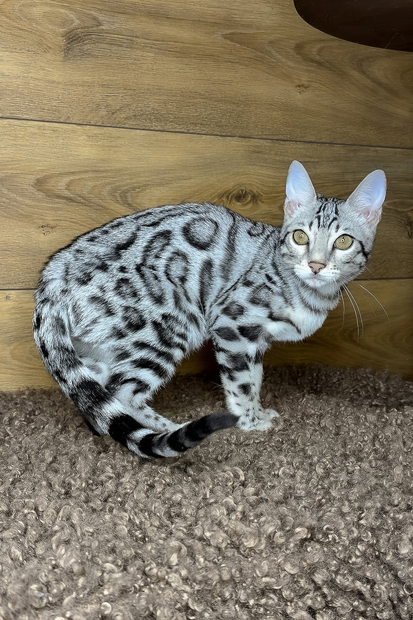 Grant | Bengal Kitten