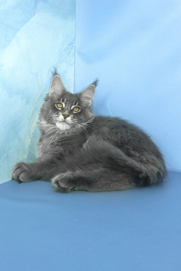 Grayson | Maine Coon Kitten