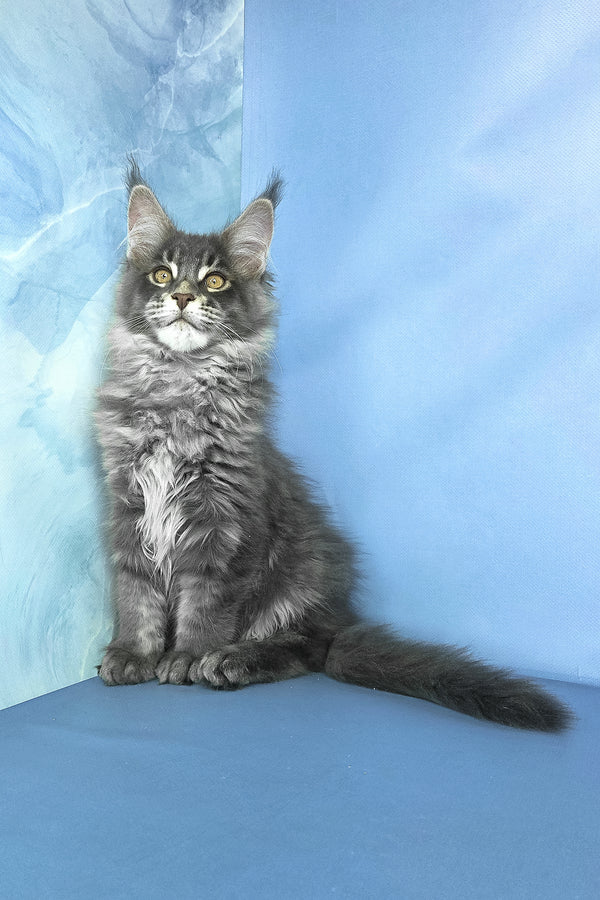 Grayson | Maine Coon Kitten