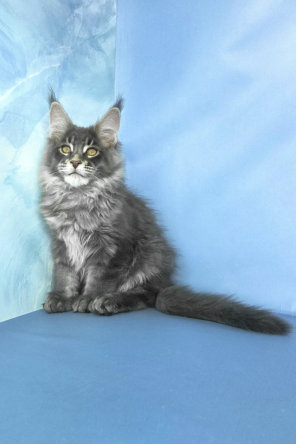 Grayson | Maine Coon Kitten