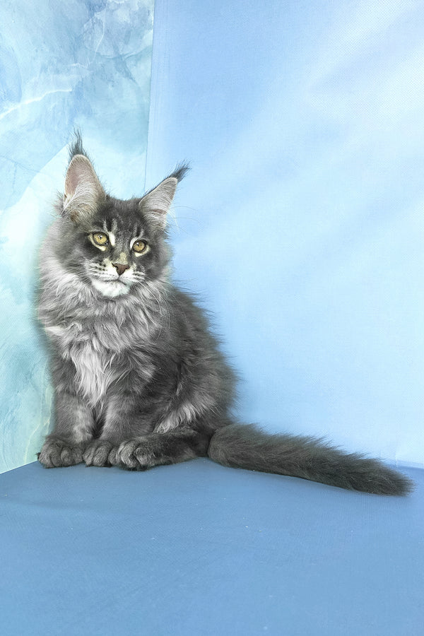 Grayson | Maine Coon Kitten