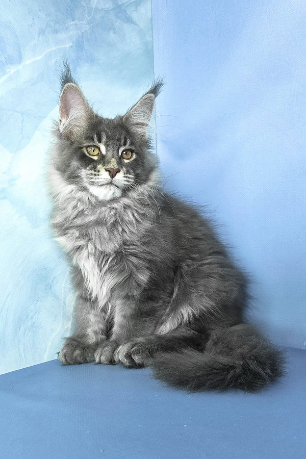 Grayson | Maine Coon Kitten