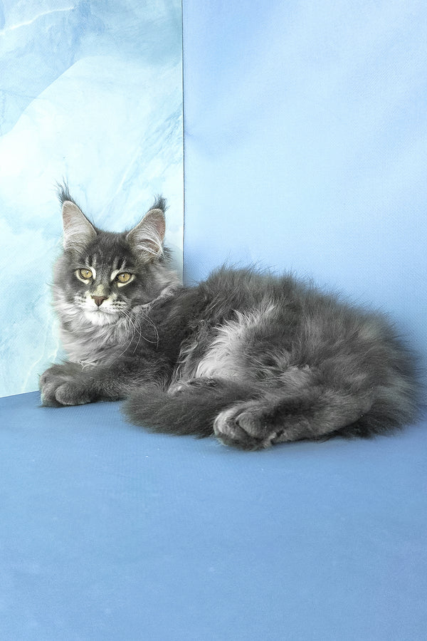 Grayson | Maine Coon Kitten