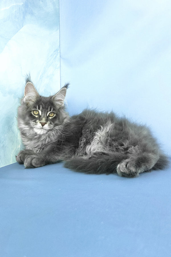 Grayson | Maine Coon Kitten