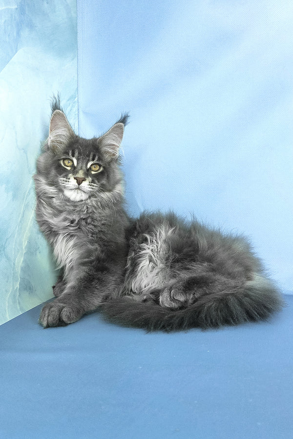 Grayson | Maine Coon Kitten