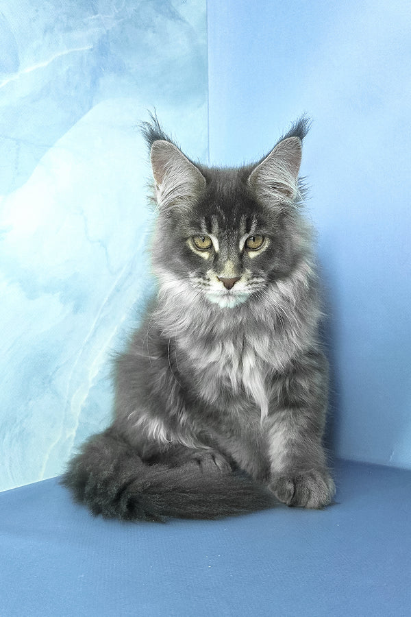 Grayson | Maine Coon Kitten