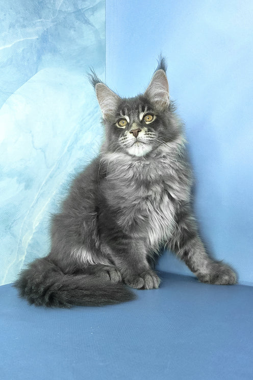 Grayson | Maine Coon Kitten
