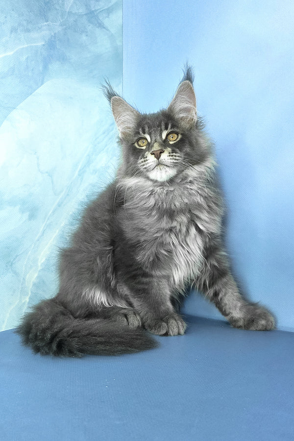 Grayson | Maine Coon Kitten