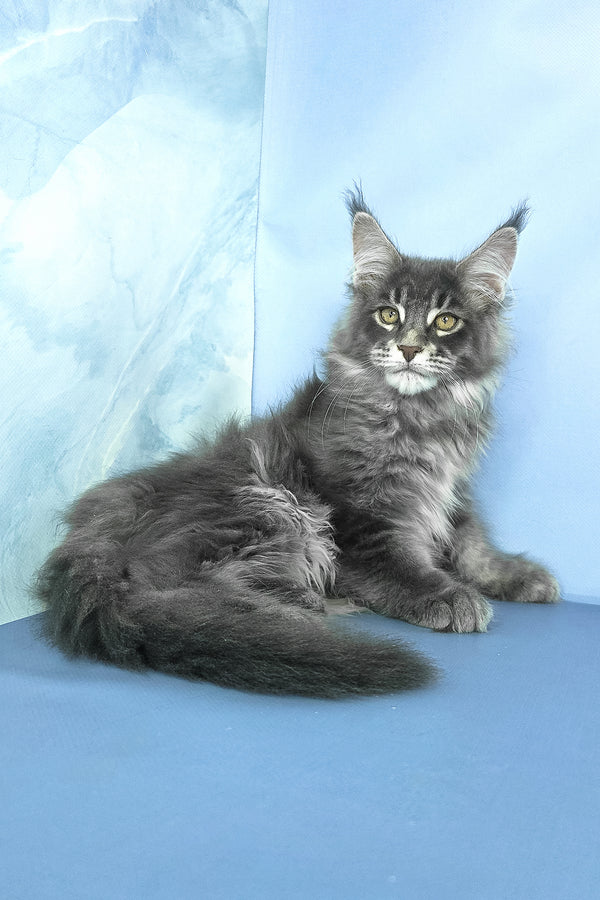 Grayson | Maine Coon Kitten