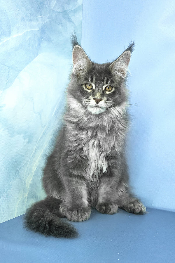 Grayson | Maine Coon Kitten