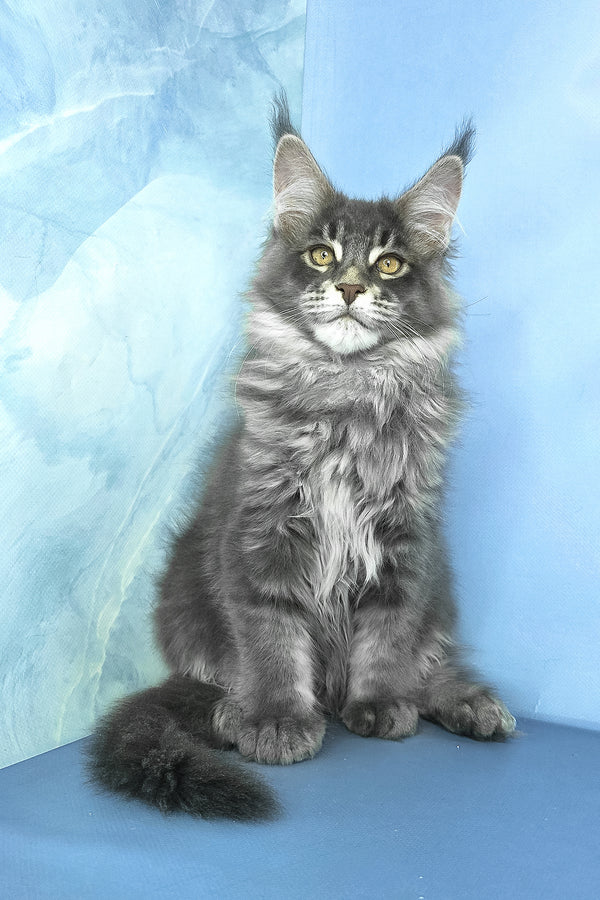 Grayson | Maine Coon Kitten