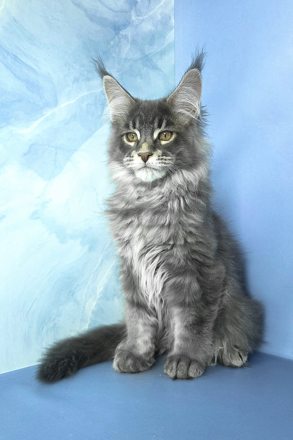 Grayson | Maine Coon Kitten