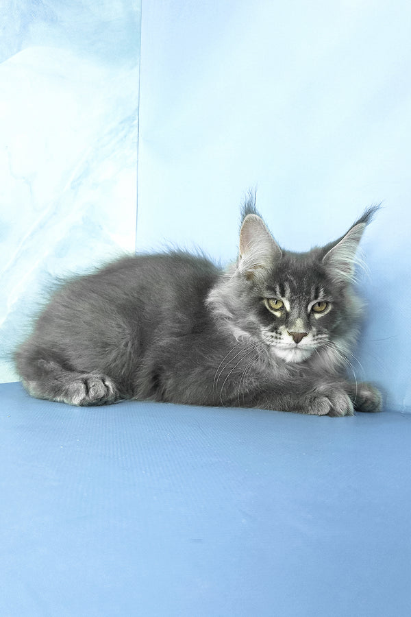 Grayson | Maine Coon Kitten