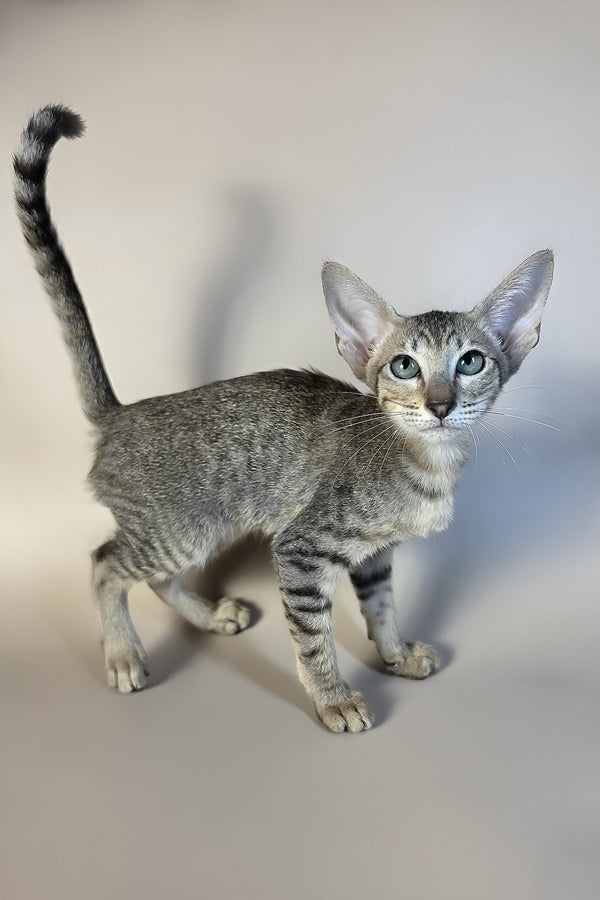 Greta | Oriental Shorthair Kitten