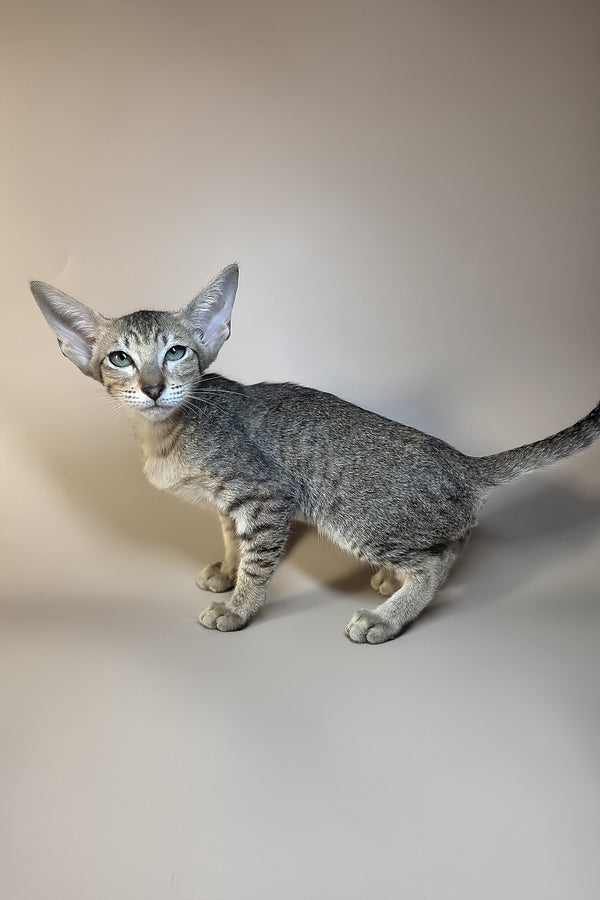 Greta | Oriental Shorthair Kitten